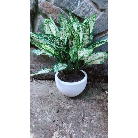 Chậu Cây Ngọc Ngân
