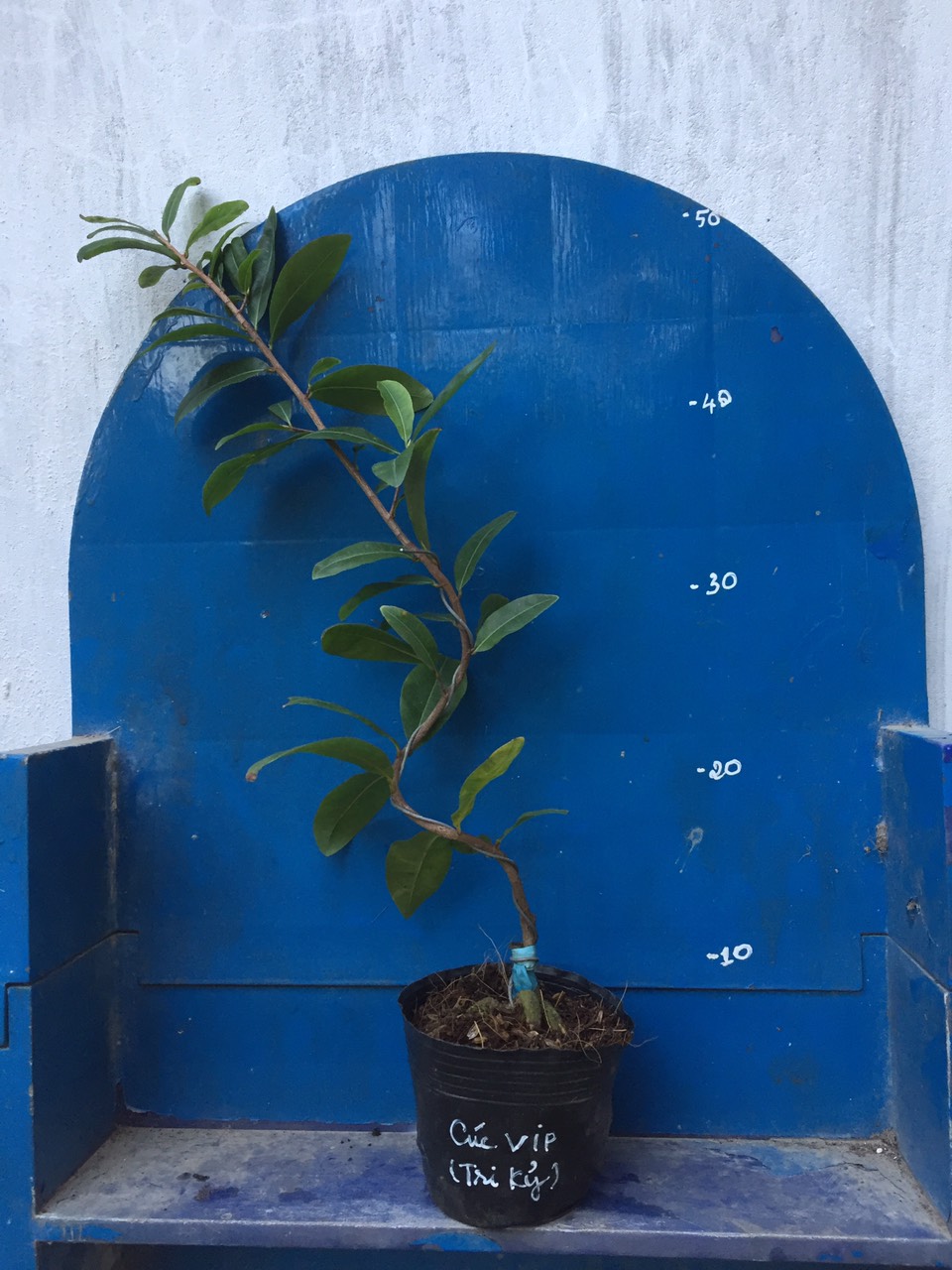Mai Cúc Tri Kỷ ( Cúc VIP )