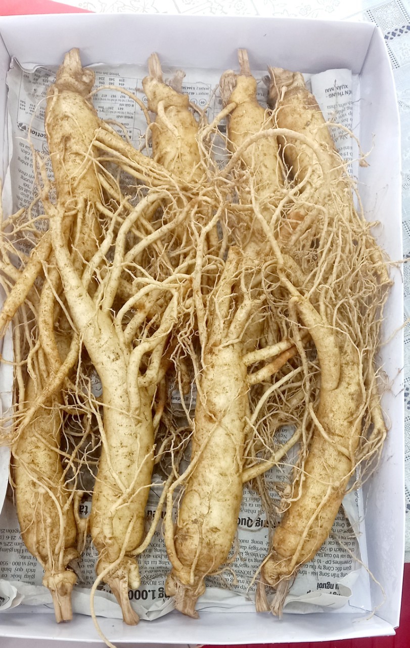 Rượu Sâm Hàn Quốc 500ml