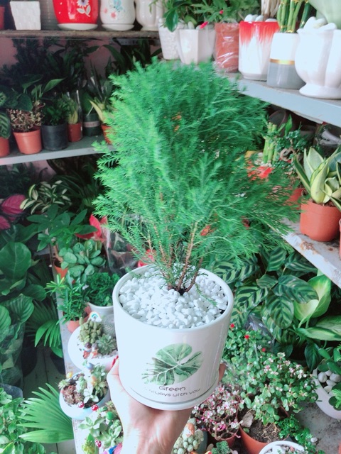 [HCM]Chậu Tùng Bồng Lai