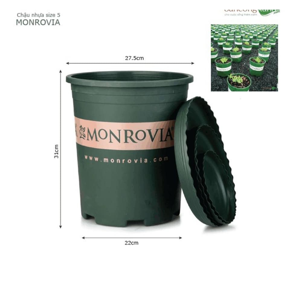 CHẬU NHỰA TRỒNG CÂY MONROVIA ĐỦ SIZE