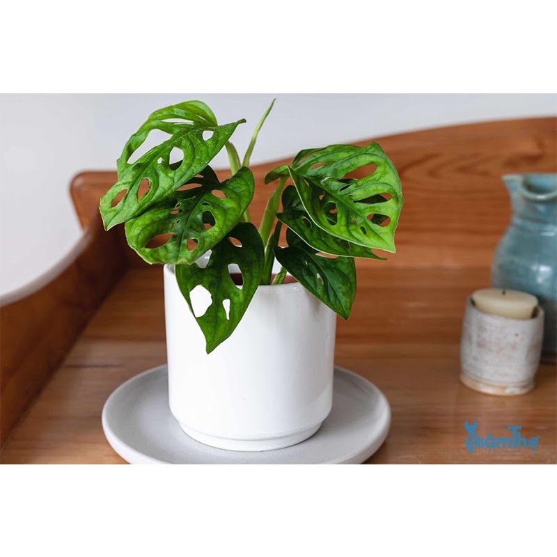 Cây Monstera adansonii Five Holes (Trầu Bà Lỗ, Quái Vật Lỗ) chậu nhựa