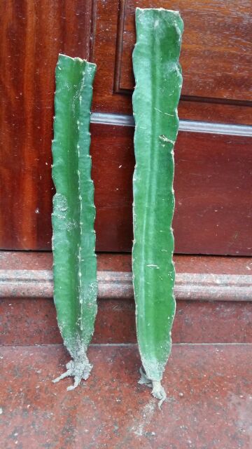 Cây giống tốt--- Cây thanh long ruột đỏ