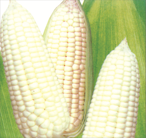 Hạt giống bắp nếp nù gói 1 ký