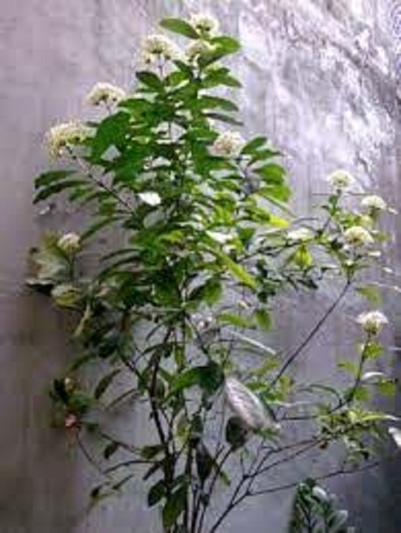 hoa mẫu đơn trắng, đơn ta, hoa rất thơm