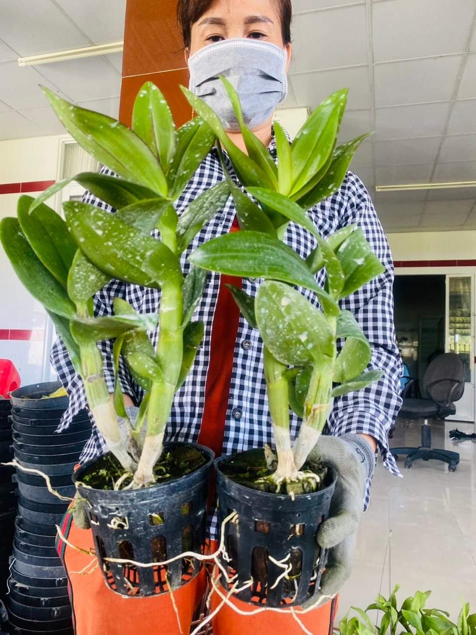 HOA LAN ĐỒNG TIỀN PASTER
