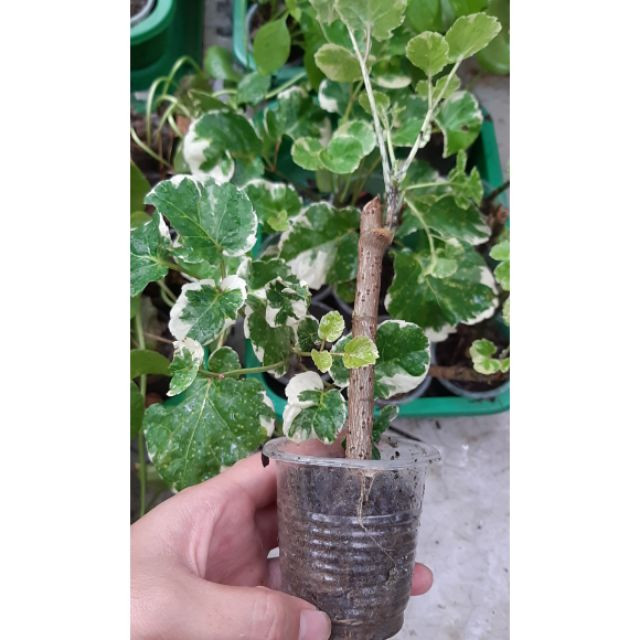 [Cây phong thủy] Đinh Lăng Cẩm Thạch - CayGiongTot