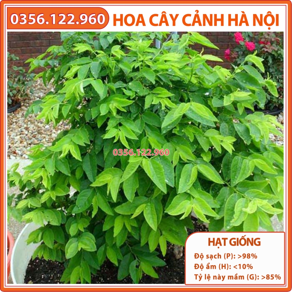 Hạt giống rau ngót, bồ ngót, hạt tuyển chọn nảy mầm tốt, năng suất cao - Shop hoa cây cảnh hà Nội