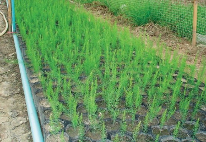 Hạt Giống Măng Tây Tím - gói 10h