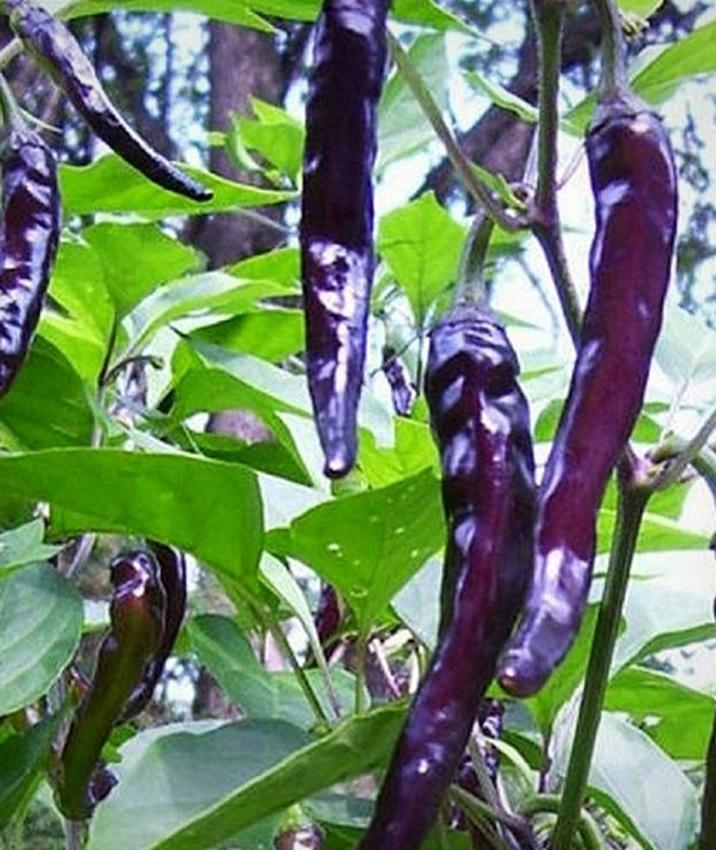 Hạt giống Ớt Cay Đen nảy mầm tốt