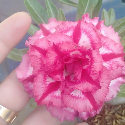 20 hạt sứ thái cánh kép màu như hình.