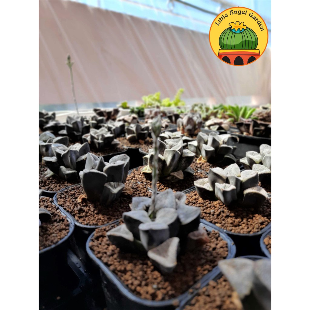 Sen đá kim cương Haworthia Pygmaea - giá rẻ - dễ chăm