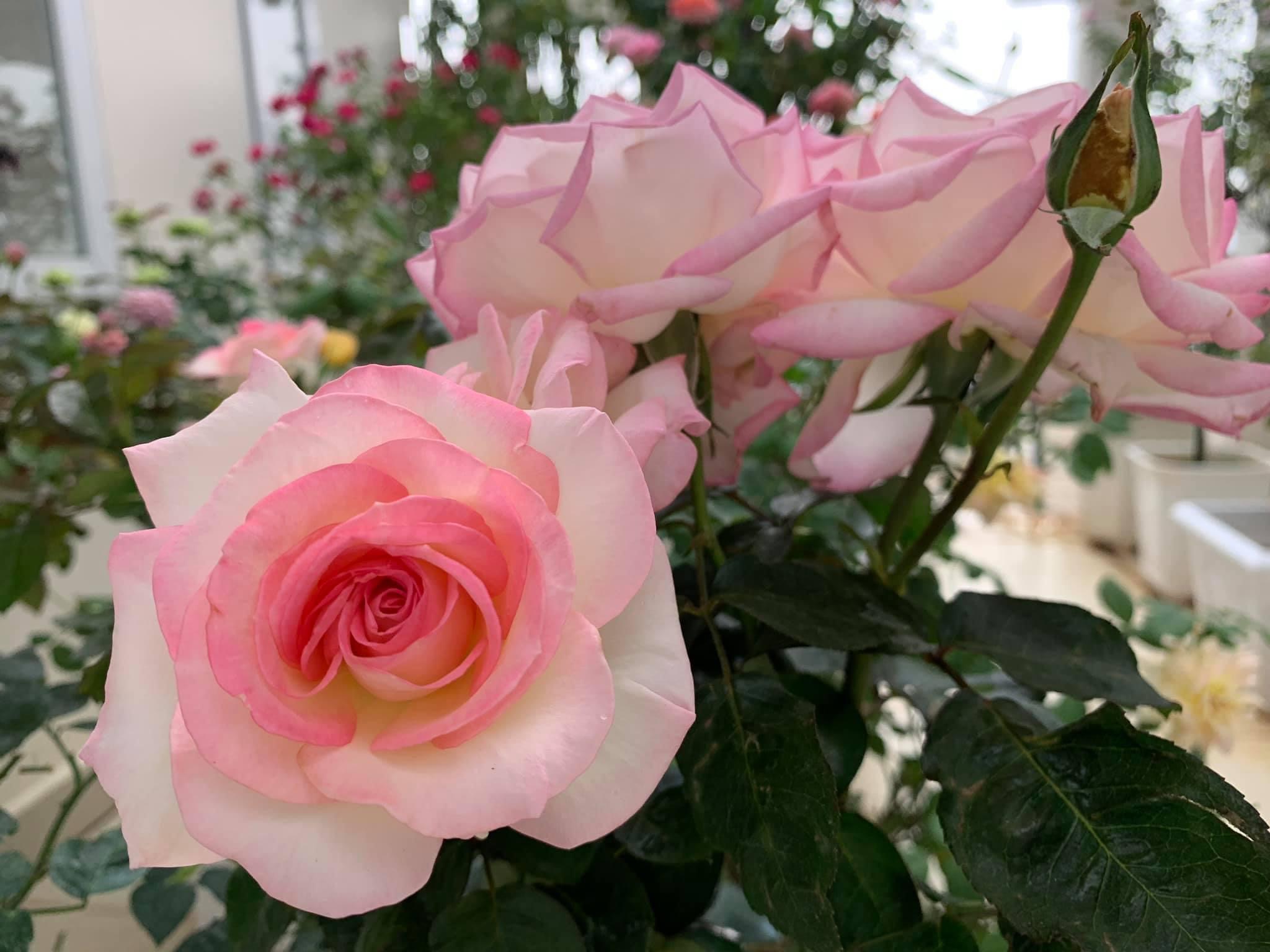 Hoa hồng Ngoại Monaco Rose