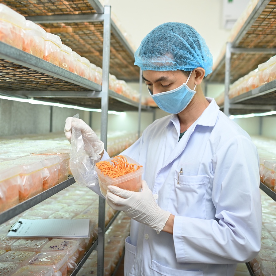 Đông Trùng Hạ Thảo Khô KCV (Hộp 10G)