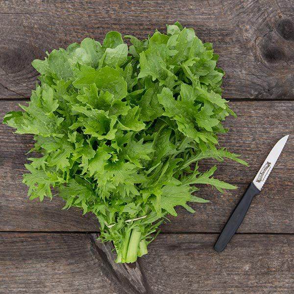 Hạt Giống Cải Wasabi Lai F1 (888) 1gr ( cải mù tạt )