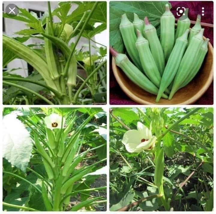 Gói 20 hạt giống đậu bắp lùn