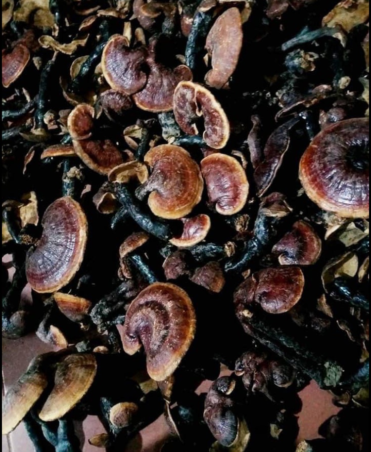 Nấm Lim Xanh khô Tự Nhiên - 100g