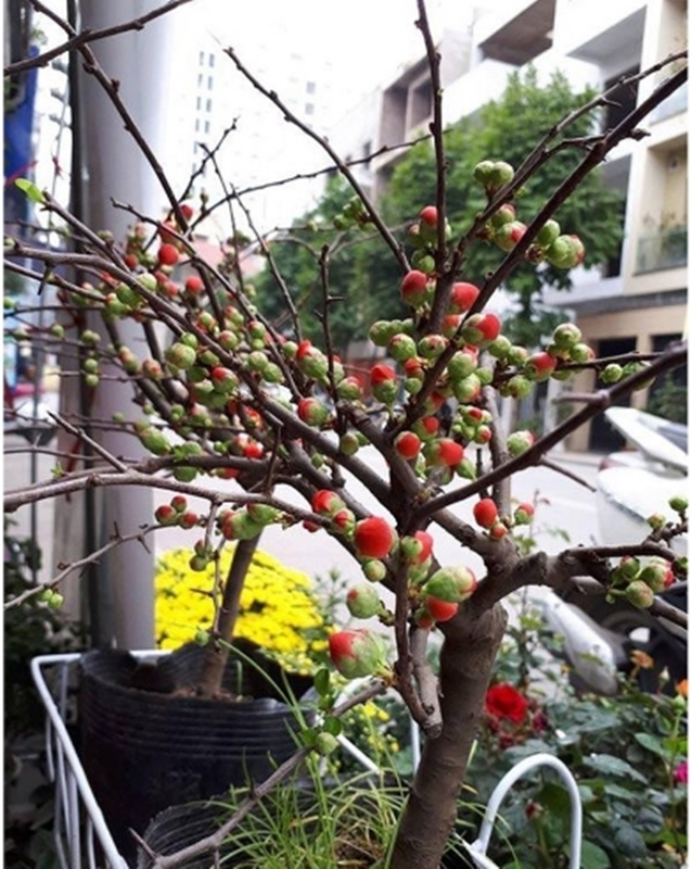 Hạt giống hoa Mai lùn đỏ