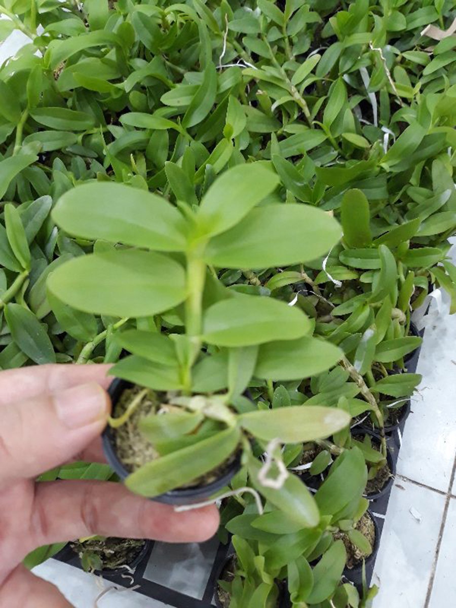 hoa phong lan 5ct phú thọ