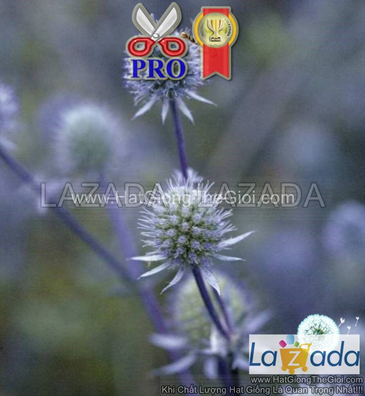 50h Hạt Giống Hoa Nhím Biển Blue Glitter (TLB2| -KD: B6*X69)