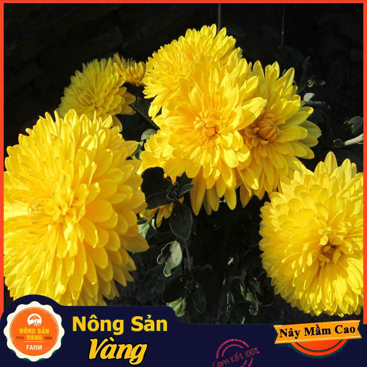 Yellow chrysanthemum seed Grand đóa, see Yellow Daisy as seen plaited on, express to the crowded, sum paddling (pack 100 seeds)-shallow gold