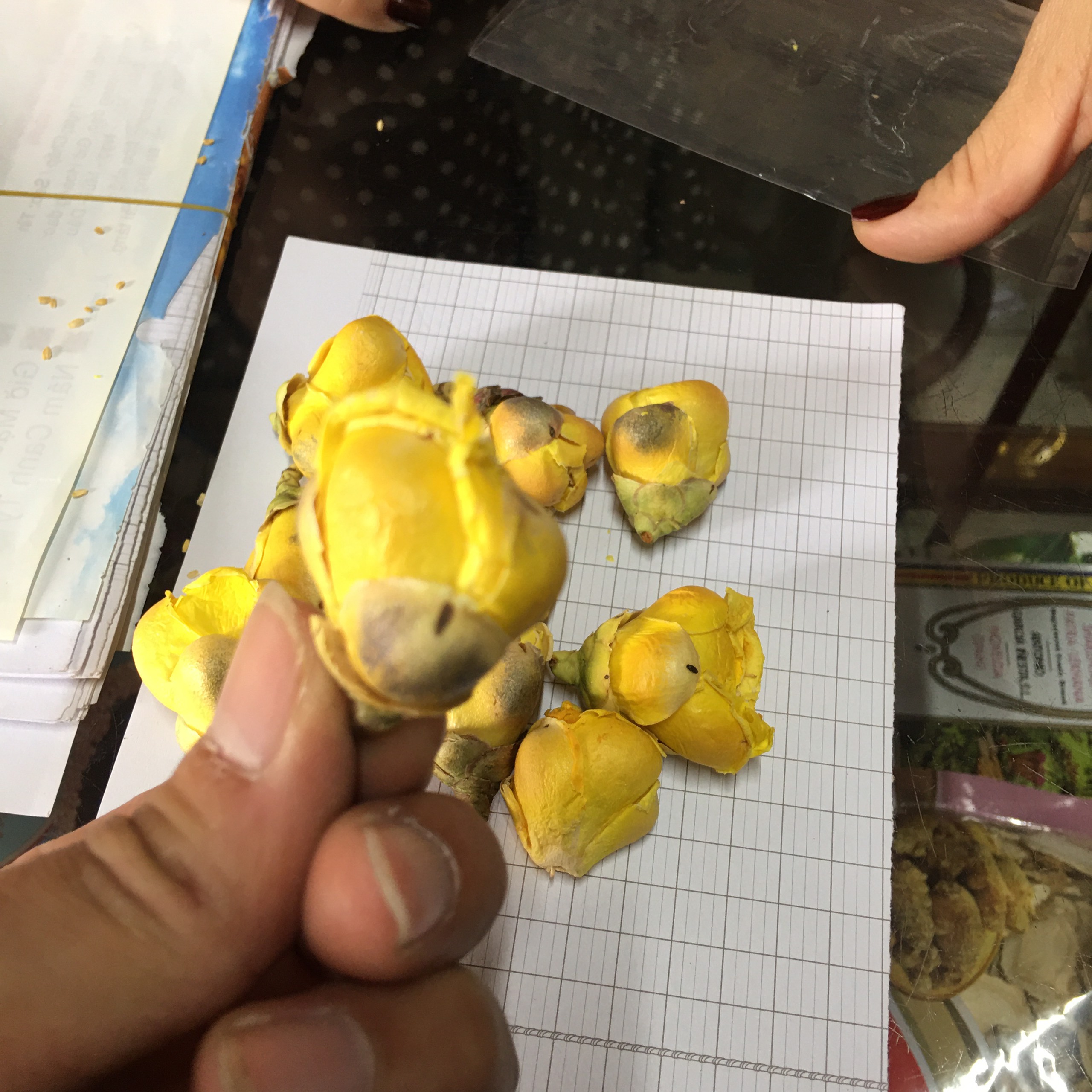 Trà hoa vàng sấy khô (kim hoa trà)[gói 8-10 hoa], Chuyên gan, tiểu đường tim mạch...