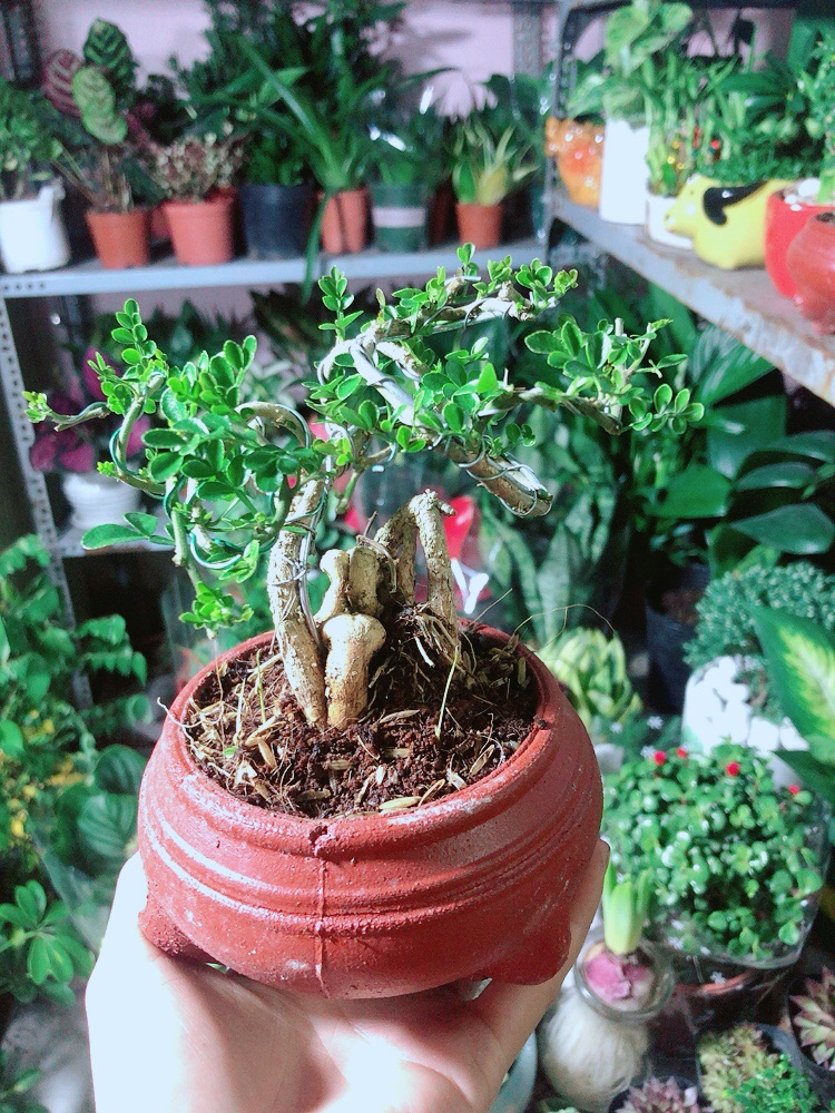 [HCM]Chậu Cây Cần Thăng Bonsai