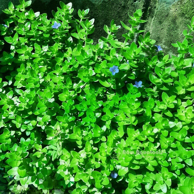 Lệ Nhi - Cây thuỷ sinh hậu cảnh