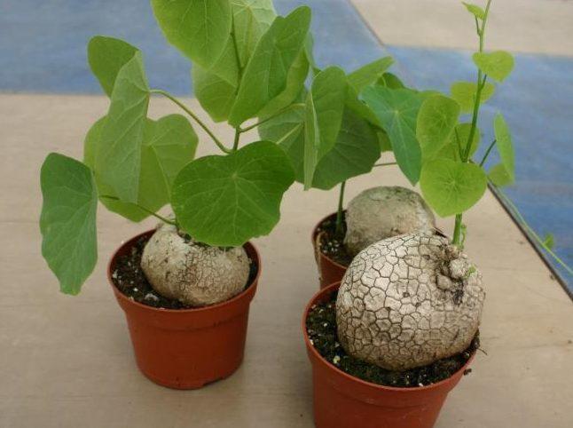 Củ Bình Vôi - Chậu Cây Cảnh