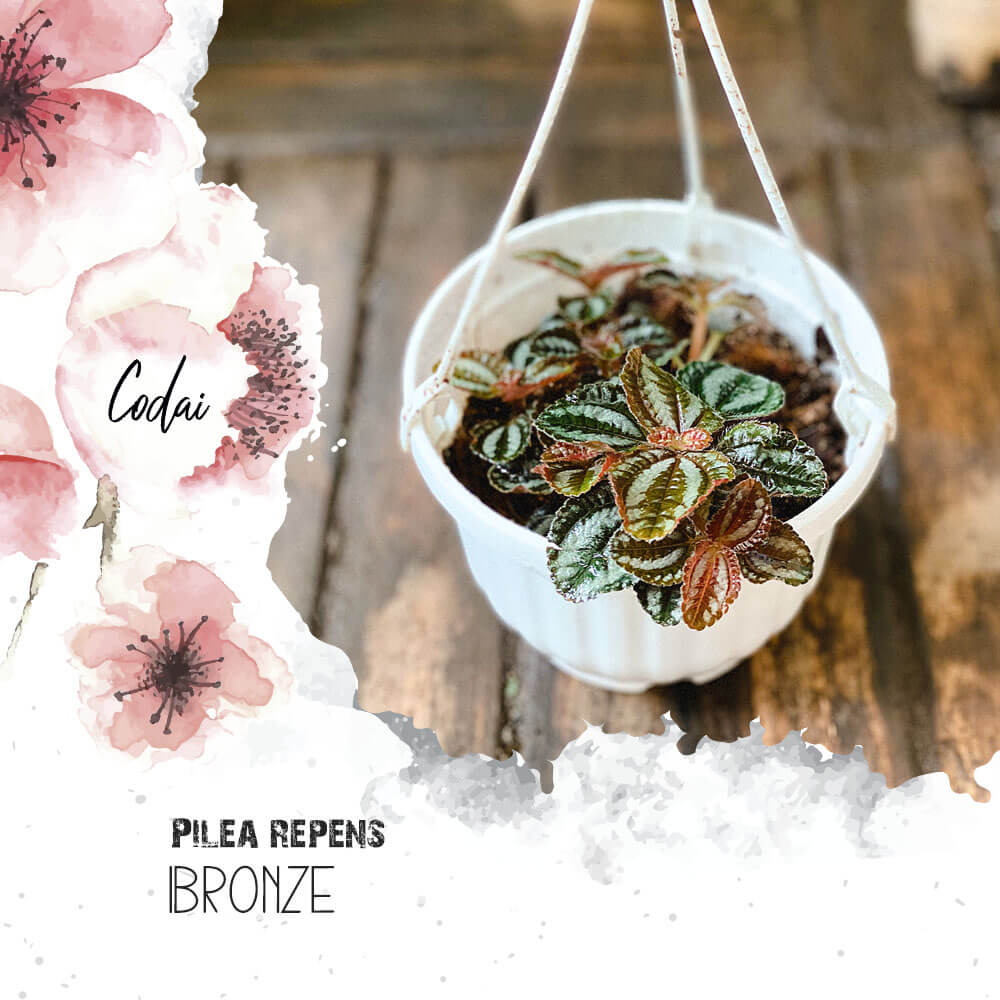 Cây Pilea repens Bronze (Đồng Hổ Nhĩ, Tai Hổ Màu Đồng) chậu treo bí ngô
