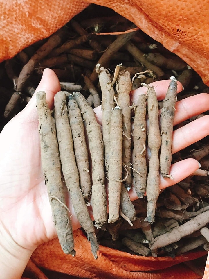 Sâm tiên mao - Sâm cau đen - loại Khô cao cấp