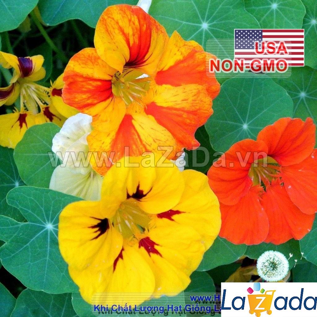 15h Hạt Giống Sen Cạn Lùn Mix Màu (C1.102| -KD: B10*V45*M209)