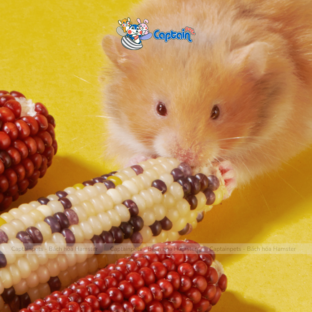 [FREESHIP MAX] Bắp ngô mài răng Hamster Pet's 88 - Bách hóa Hamster