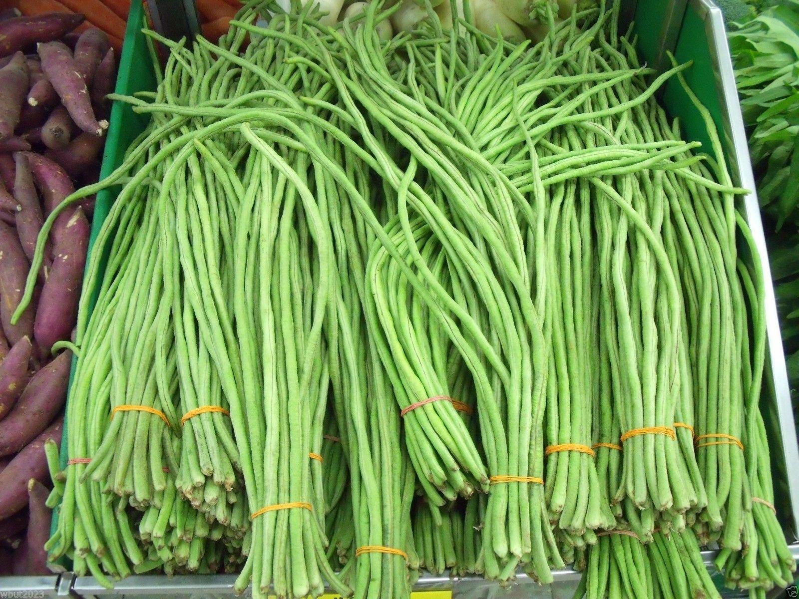 20Gr Hạt Giống Đậu Đũa Bụi (A5.304| G2*W23)
