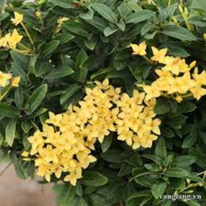 hoa mẫu đơn màu vàng, bầu cây lớn, gửi đi nguyên bầu, hàng đang nụ hoặc sắp nụ