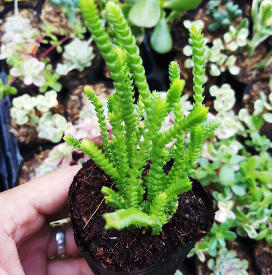 Sen đá trúc size bầu 3-5 cm