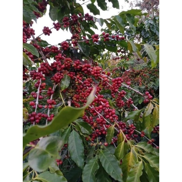 Cây giống Cà phê vối (Robusta)