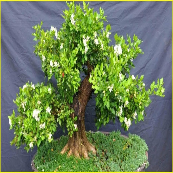 CHẬU CÂY NGUYỆT QUẾ LÙN BONSAI - CCNQLBS