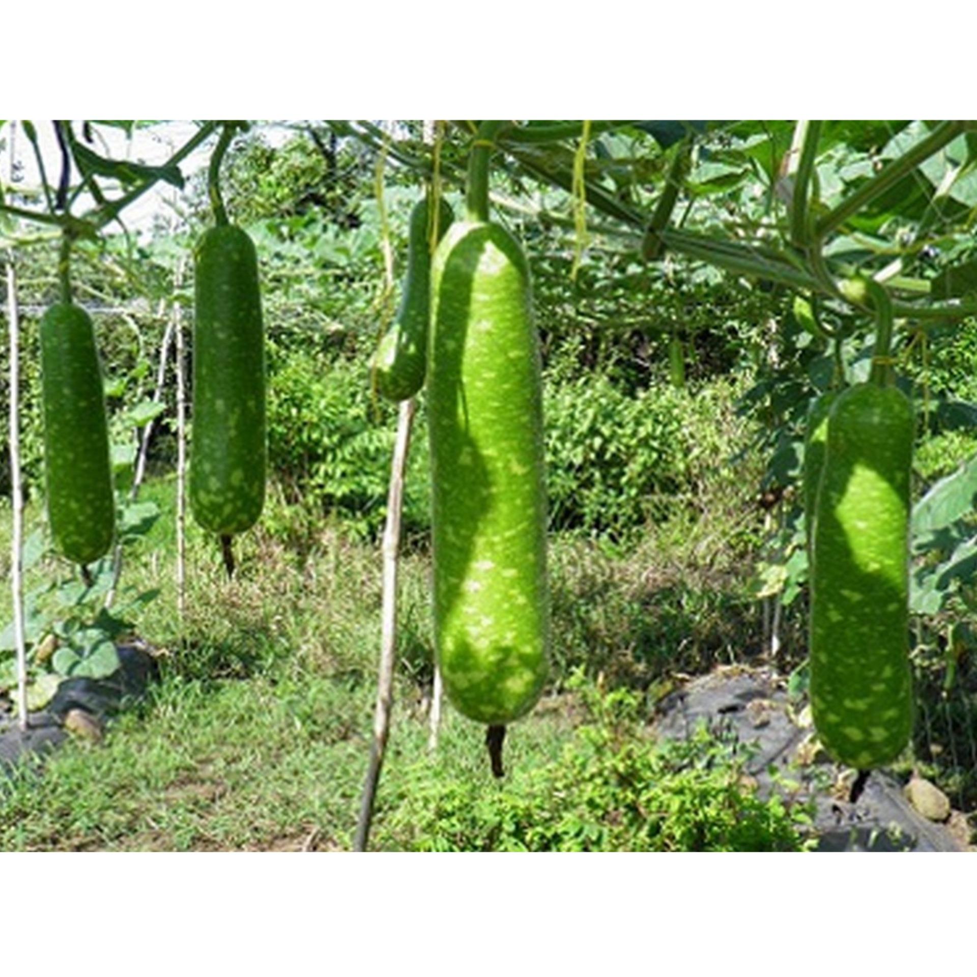 10 Hạt giống Bầu sao F1 (tặng Kích nẩy mầm, Hướng dẫn ươm)