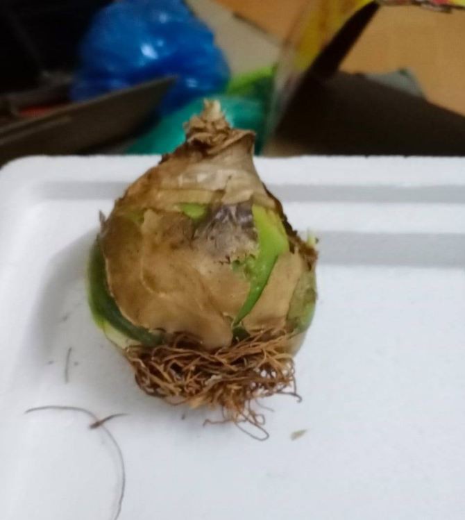 Củ giống hoa thiên nga - 1 củ - VTNT