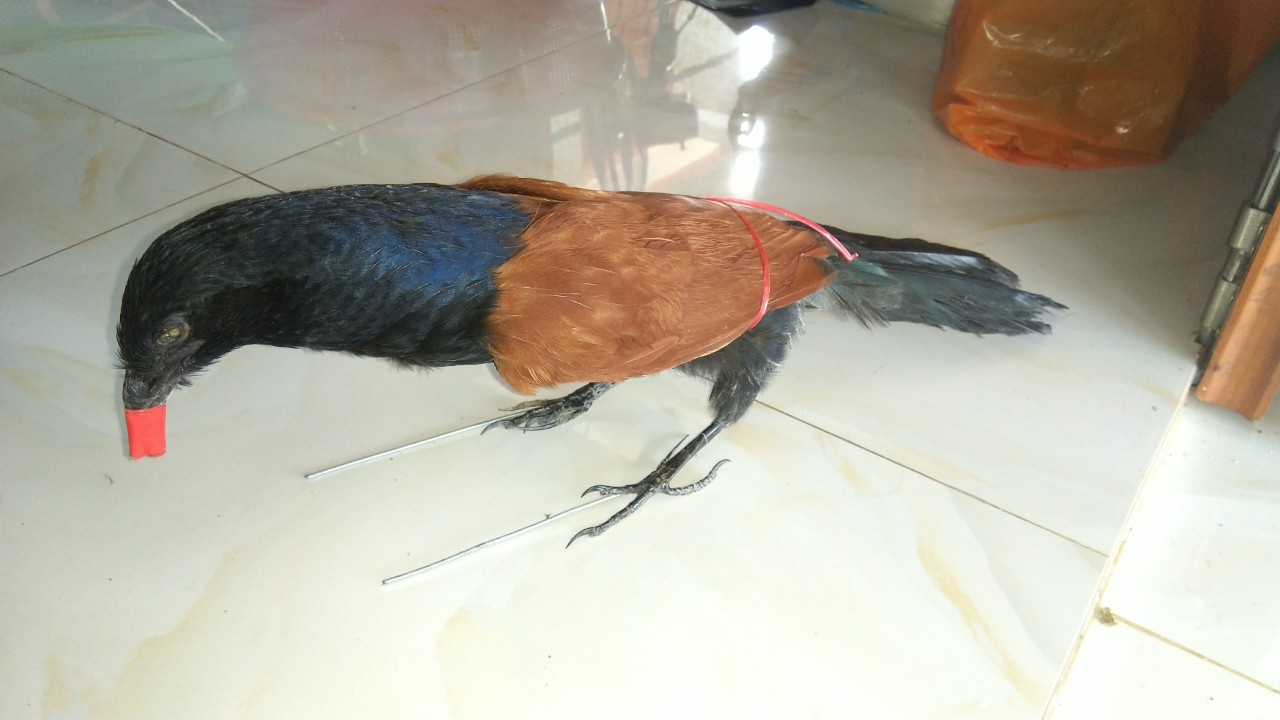 bịp nhồi keo , chim bip mồi