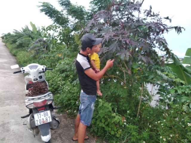 01KG Lá Thầu Dầu Tía Tươi