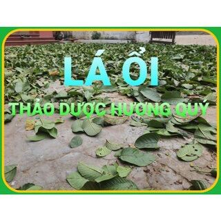 Nữa ký lá ổi đã phơi khô