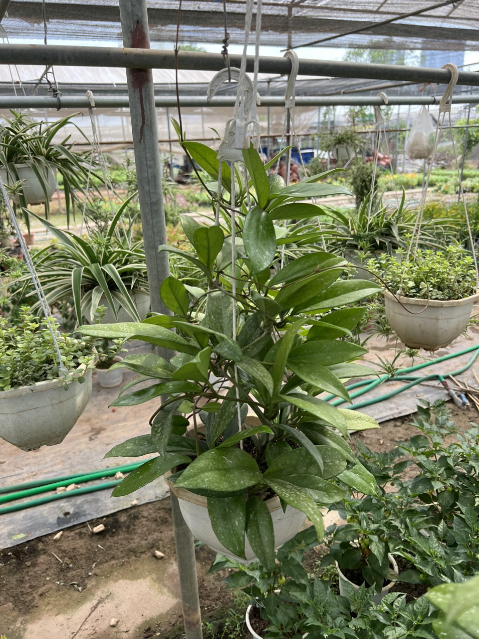 Cây hoa cẩm cù trắng