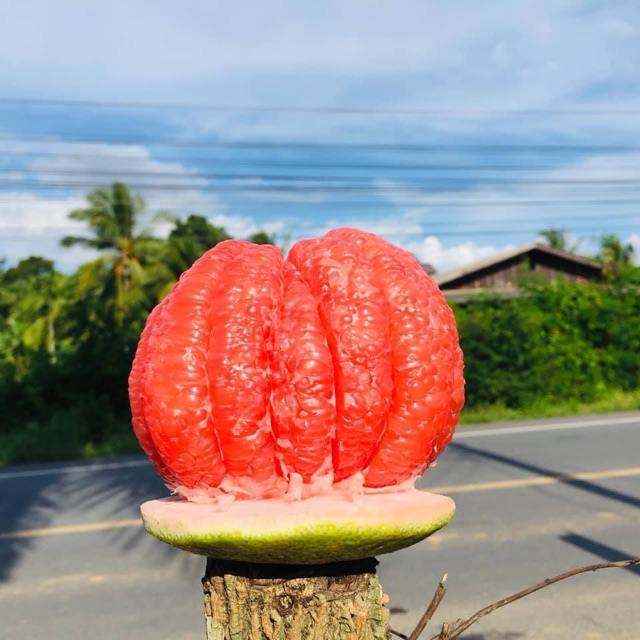 Bưởi da xanh ruột đỏ (đang trái)