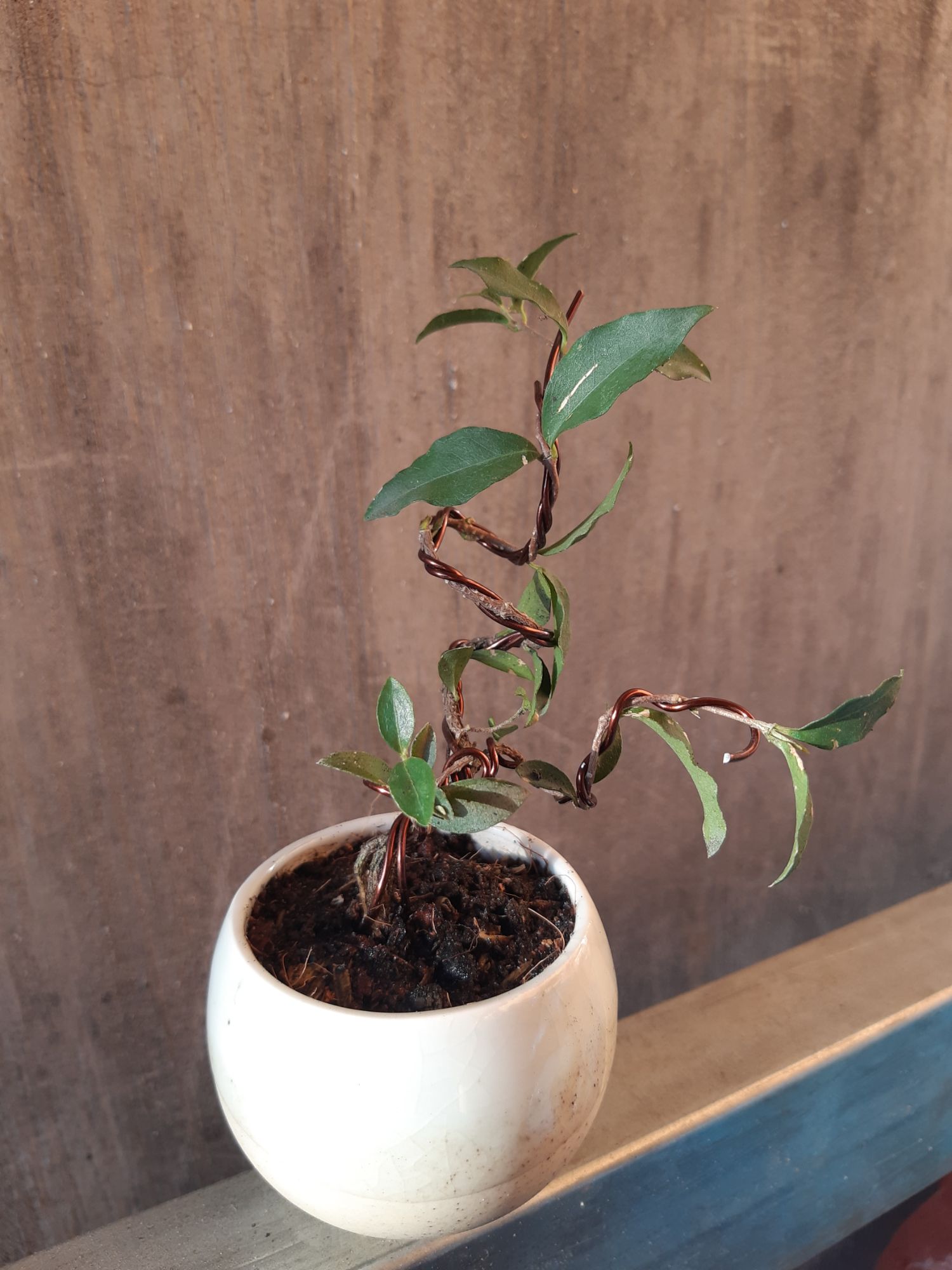 hồng ngọc mai bonsai siêu mini
