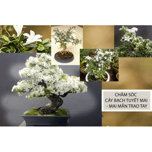 cây giống bạch tuyết mai