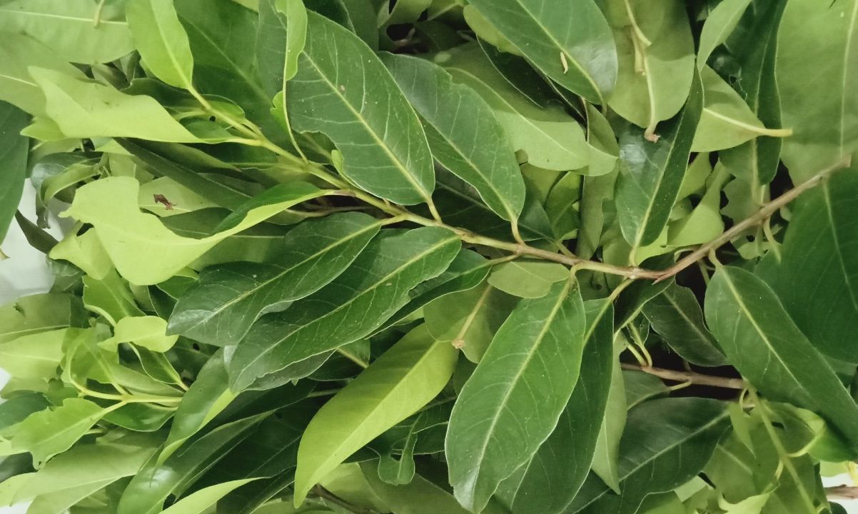 Green Leaves - Fresh Green Leaf Tea