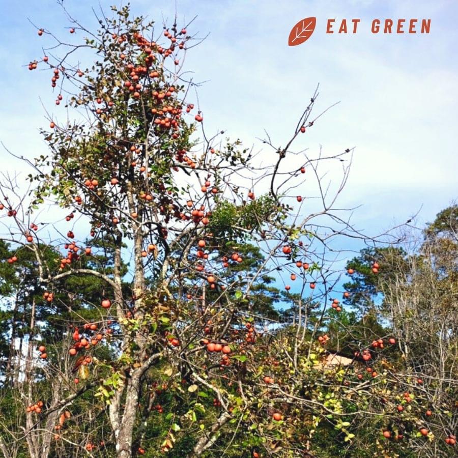 Hồng Treo Gió Đà Lạt - Công nghệ Nhật Bản