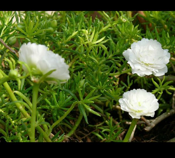 Hạt Giống Hoa Mười Giờ